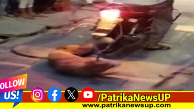 Street Dog Brutally Beaten in Lucknow