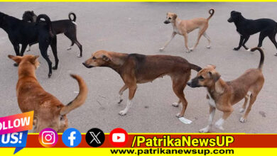 stray dogs in lucknow