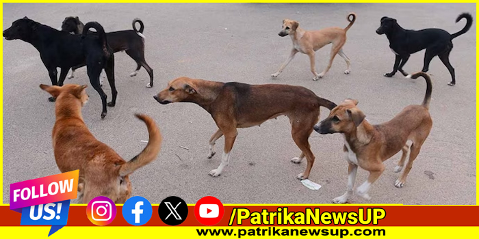 stray dogs in lucknow