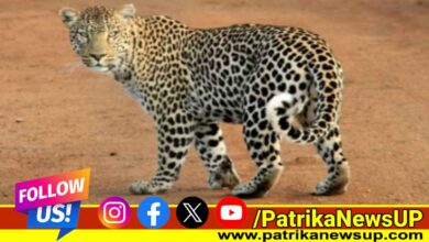 Lucknow leopard