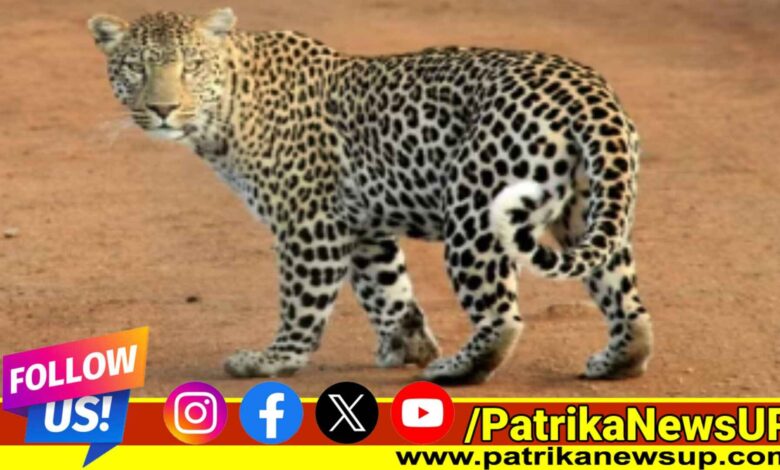 Lucknow leopard